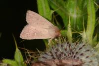 Mythimna ferrago