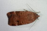 Noctua interposita