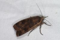 Noctua pronuba