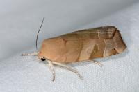 Noctua fimbriata