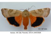 Noctua fimbriata