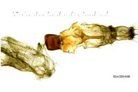 Noctua fimbriata