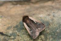 Ochropleura plecta