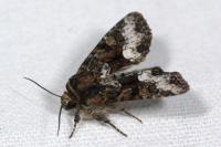 Oligia versicolor