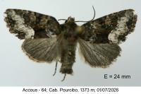 Oligia versicolor