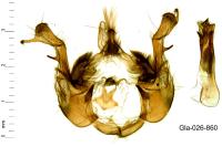 Oligia versicolor