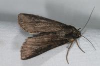 Peridroma saucia