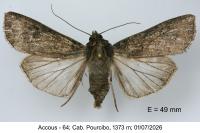 Peridroma saucia