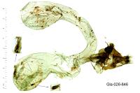 Peridroma saucia