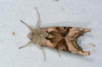 Phlogophora meticulosa