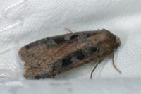 Xestia ditrapezium