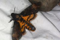 Acherontia atropos