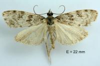 Scoparia ambigualis