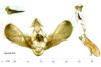 Scoparia ambigualis