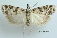 Scoparia pyralella