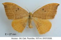Watsonalla binaria