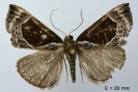 Hypena crassalis
