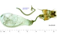 Hypena crassalis