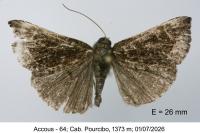 Hypena crassalis