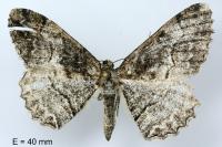Alcis repandata