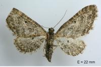 Eupithecia subumbrata