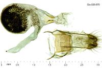 Eupithecia subumbrata
