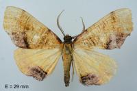 Plagodis dolabraria