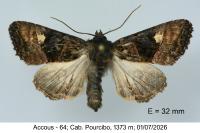 Euplexia lucipara