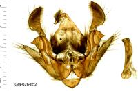 Euplexia lucipara