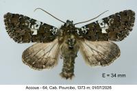 Hadena albimacula
