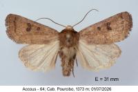 Hoplodrina octogenaria