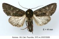 Mniotype adusta