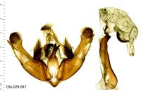 Mniotype adusta