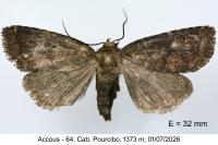 Rusina ferruginea