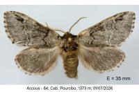 Drymonia obliterata