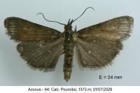 Hypochalcia ahenella