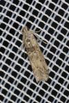 Ancylosis oblitella