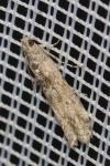 Ancylosis oblitella