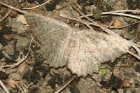 Charissa obscurata obscurata