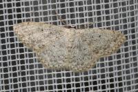 Scopula marginepunctata