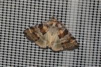 Cymatophorina diluta