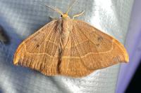 Watsonalla binaria