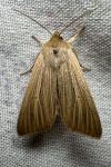 Mythimna pallens