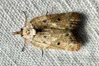 Nycteola revayana