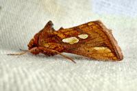 Plusia festucae