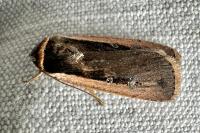 Ochropleura leucogaster