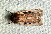 Xestia agathina