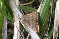 Loxostege sticticalis