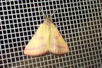 Lythria purpuraria
