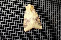 Cirrhia icteritia